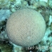 coral_brain_sh_jar_h_0262_cub2900.jpg